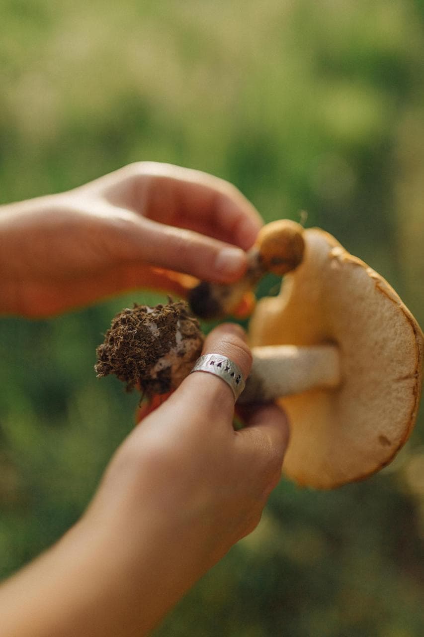 Hongos recolectados en la naturaleza